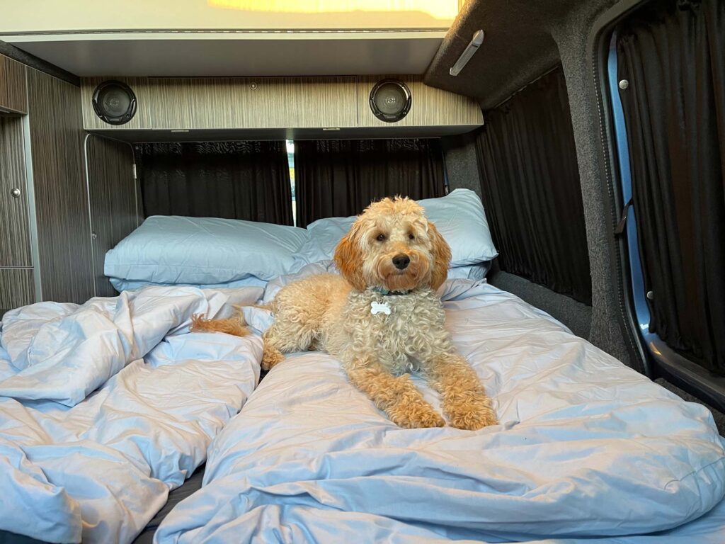 VW T6 Camper Van Lifestyle: Life on the Road with Franky the Campervan 4 VW camper van interior with Duvalay bedding and camper dog relaxing on the bed